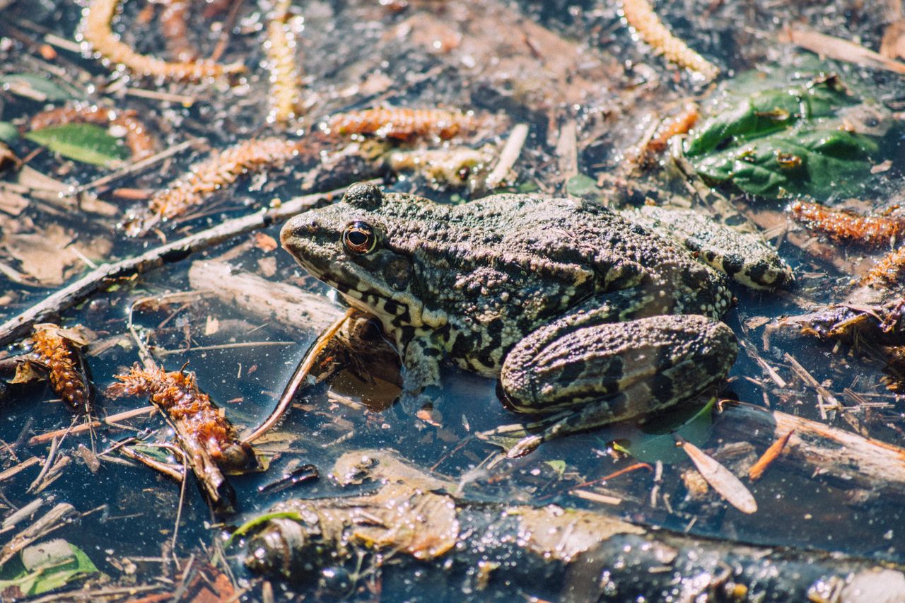 Close-up of a frog in a wetland with abundant natural vegetation.