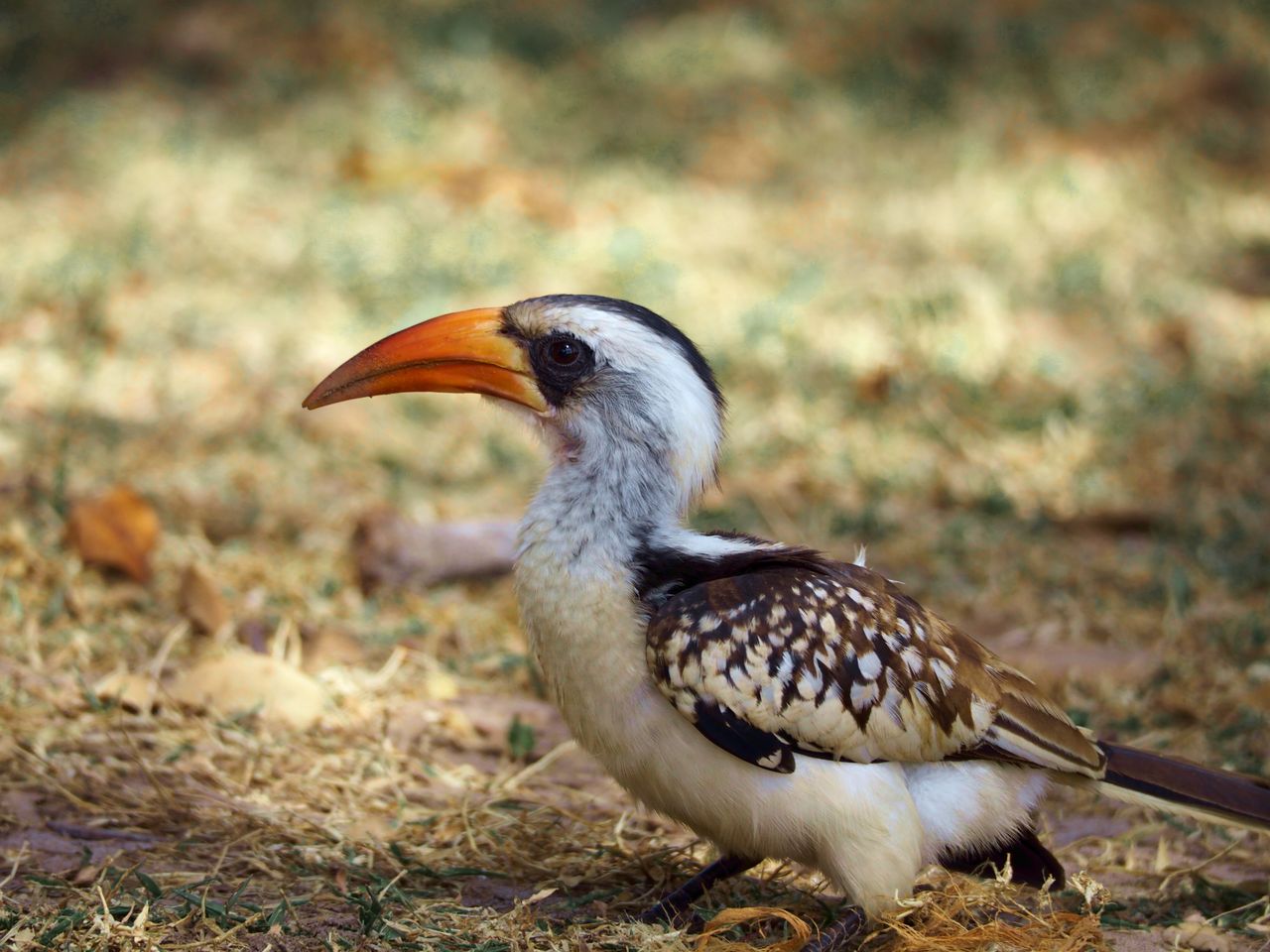 The Art of Drawing Readers In: Your attractive post title goes here A detailed close-up of a hornbill bird in its natural habitat in Gambia, showcasing its vibrant beak and feathers.