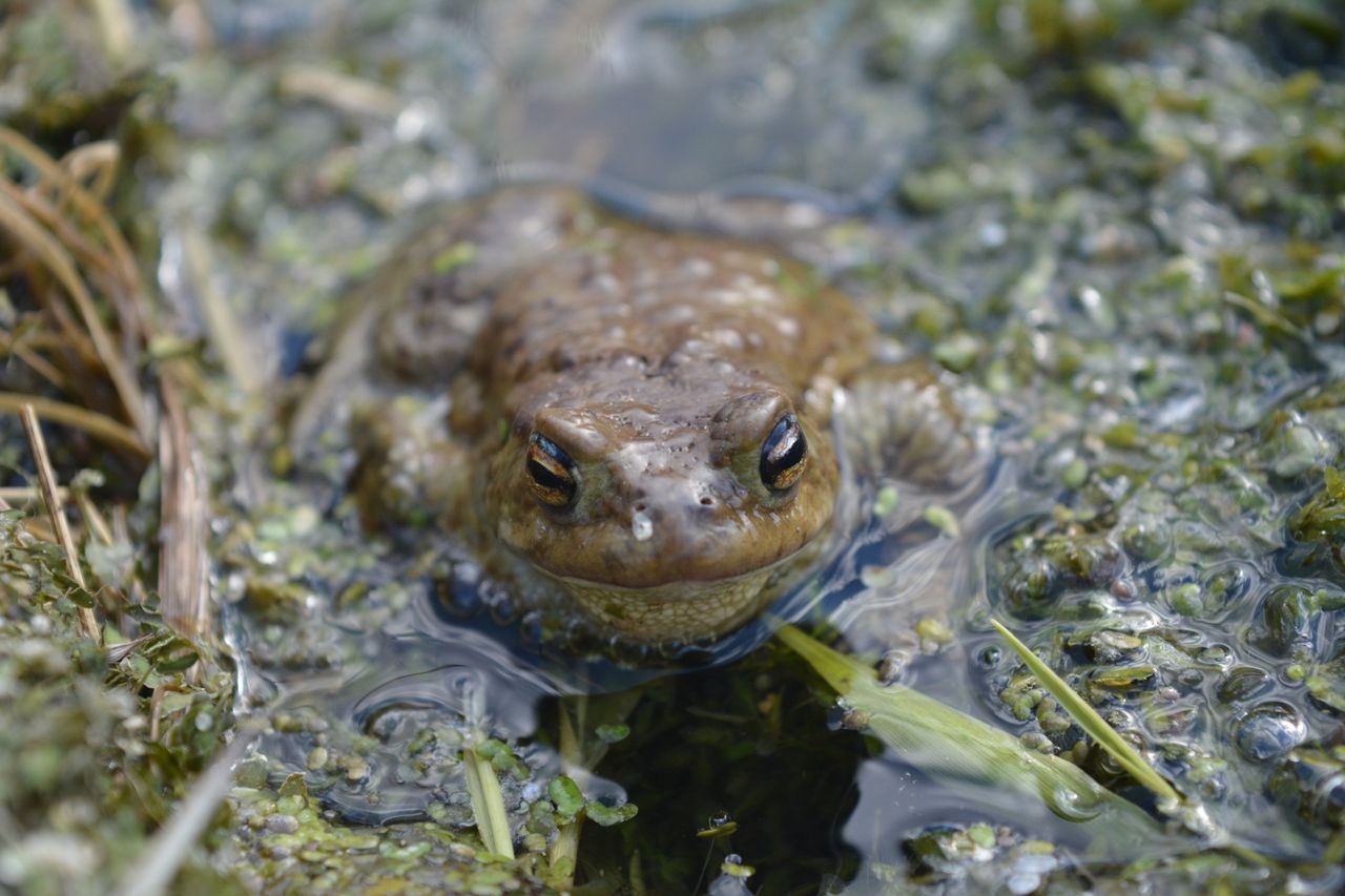 Crafting Captivating Headlines: Your awesome post title goes here A detailed view of a frog nestled in a vibrant, watery environment, showcasing amphibian wildlife.