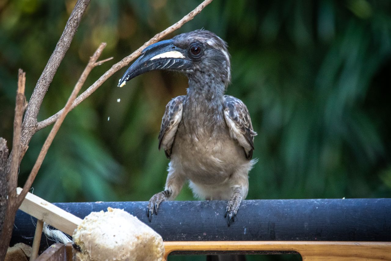 Mastering the First Impression: Your intriguing post title goes here Detailed close-up shot of a hornbill bird perched outdoors with a blurred natural background.