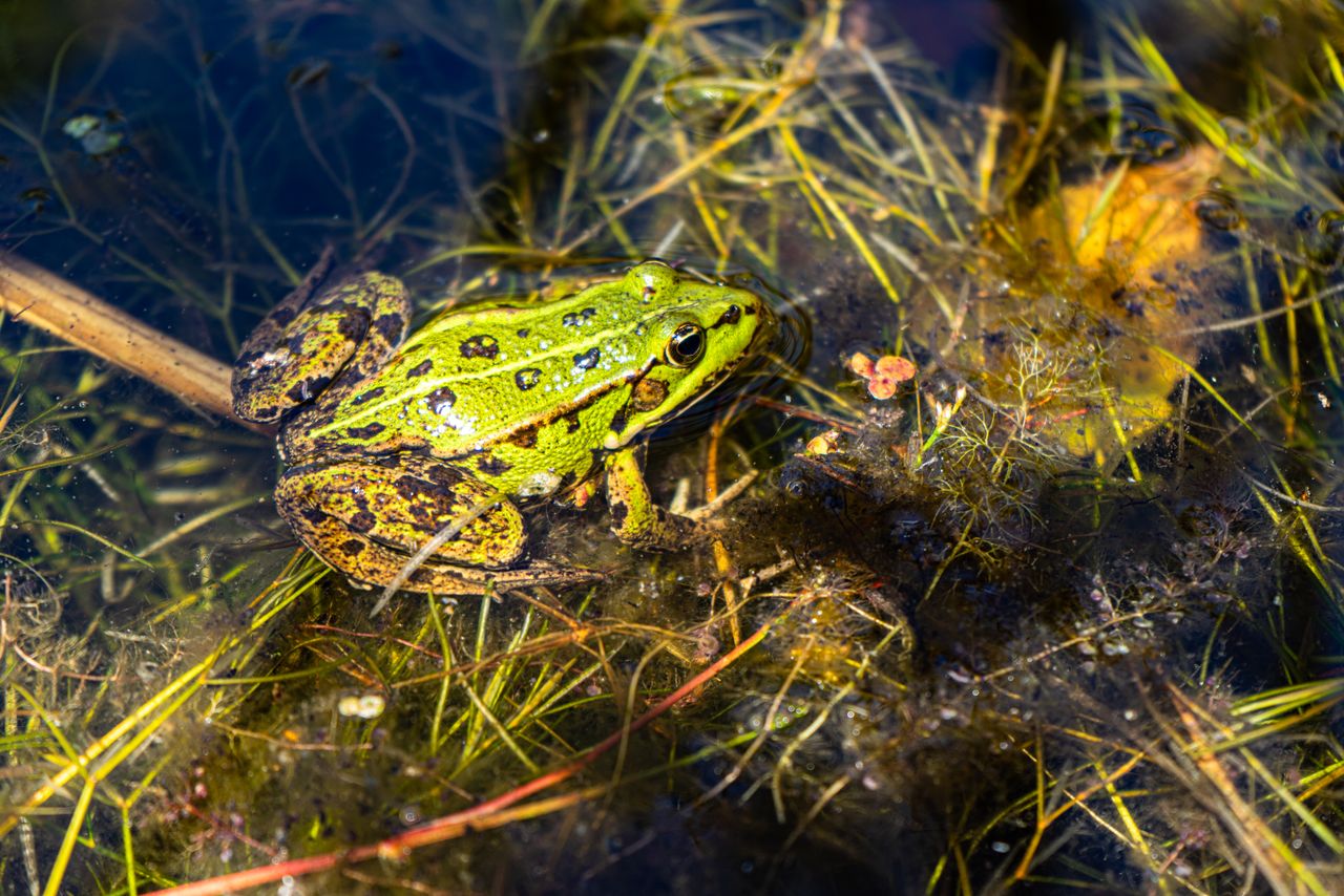 Close-up of a green frog in a pond surrounded by aquatic vegetation, showcasing its detailed features and natural habitat.