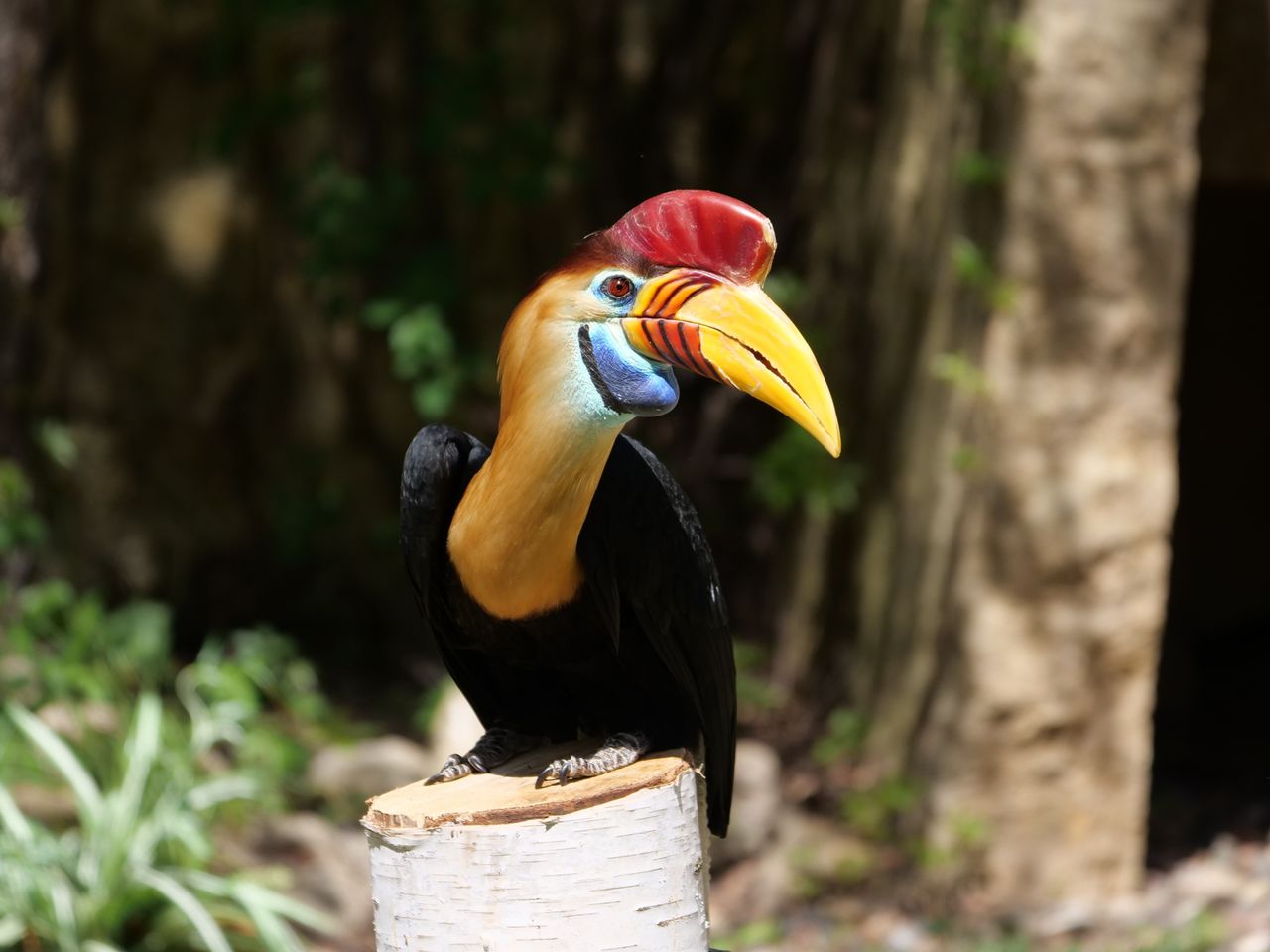 A colorful knobbed hornbill perched outdoors with striking plumage and vivid colors.