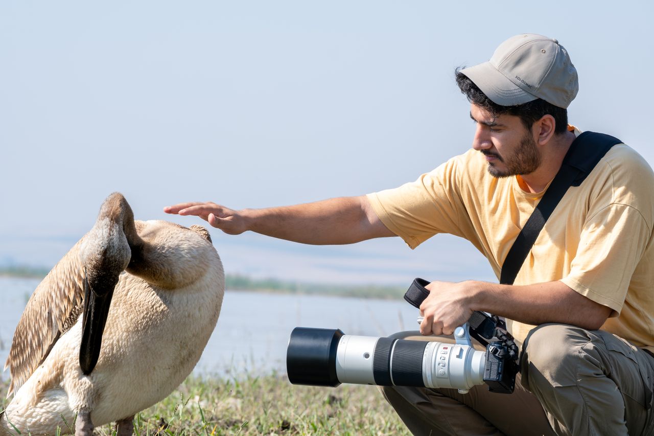 Photographer interacts with pelican in natural habitat, showcasing wildlife photography.